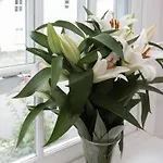 22 Rose Terrace 펜션